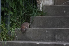 Das Preußenstadion Mitte Mai 2026. Wie lange die Ratten hier noch ein Zuhause haben..?